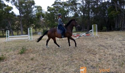 Gorgeous boy with all the hard work done!  on HorseYard.com.au