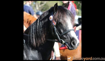 Childs Pony for Sale.  on HorseYard.com.au