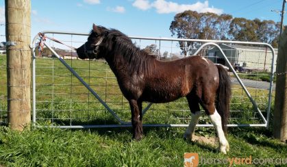 Miniature Horse Stallion on HorseYard.com.au