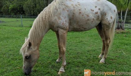 Palomino Appaloosa gelding on HorseYard.com.au