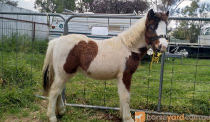 Weanling Filly on HorseYard.com.au