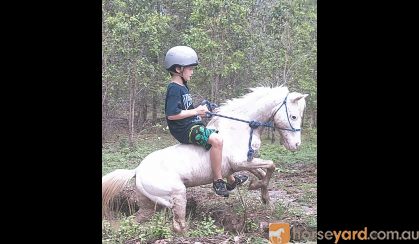 Beautiful Palouse lead line pony gelding on HorseYard.com.au