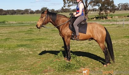 Woodstock Sergeant - Stunning Australian Sock Horse Gelding 11yo Buckskin - Joey on HorseYard.com.au
