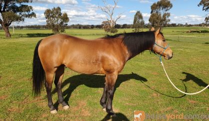 Woodstock Sergeant - Stunning Australian Sock Horse Gelding 11yo Buckskin - Joey on HorseYard.com.au