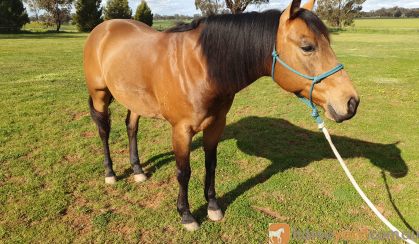 Woodstock Sergeant - Stunning Australian Stock Horse Gelding 11yo Buckskin - Joey on HorseYard.com.au