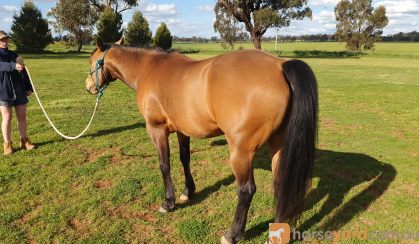 Woodstock Sergeant - Stunning Australian Stock Horse Gelding 11yo Buckskin - Joey on HorseYard.com.au