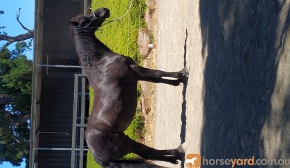 Friesian X Mare  on HorseYard.com.au