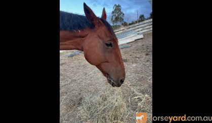 Standardbred gelding  on HorseYard.com.au