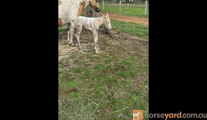 Pinto colt born 26th of November   on HorseYard.com.au