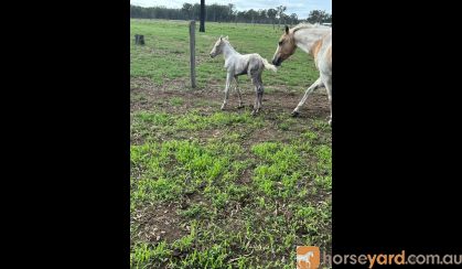 Pinto colt born 26th of November  on HorseYard.com.au