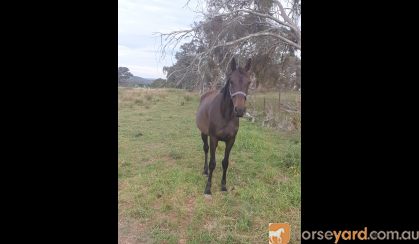 Stb mare  on HorseYard.com.au