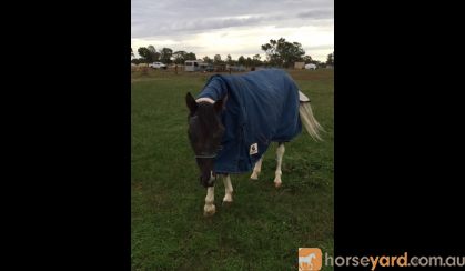 Gelding Welsh X ASH on HorseYard.com.au