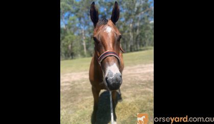 Project All Rounder on HorseYard.com.au