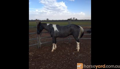 Gelding Welsh X ASH on HorseYard.com.au