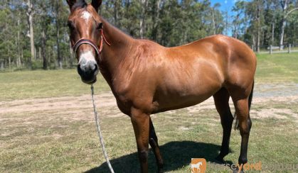 Project All Rounder on HorseYard.com.au