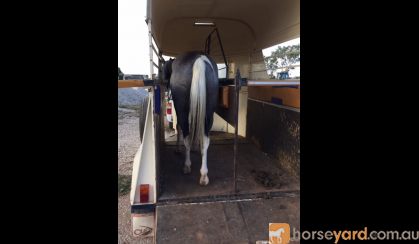 Gelding Welsh X ASH on HorseYard.com.au