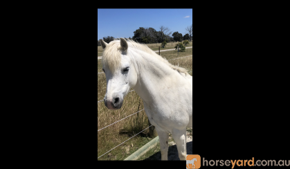 perfect beginner pony on HorseYard.com.au