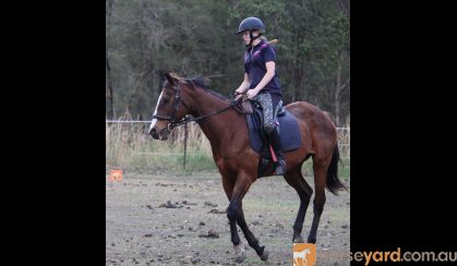 NZ Thoroughbred Bay Mare on HorseYard.com.au