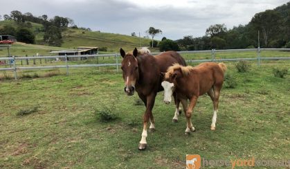 Broodmare on HorseYard.com.au