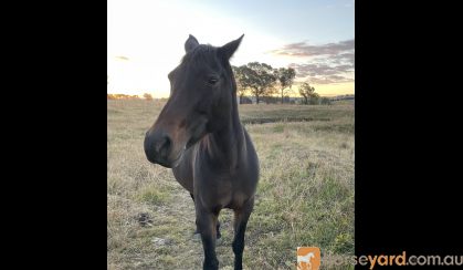 Lovely 14.3 hh 12 year old ASH x Arab mare on HorseYard.com.au
