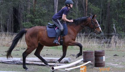 NZ Thoroughbred Bay Mare on HorseYard.com.au