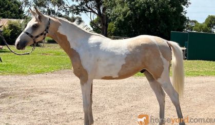 WARMBLOOD GELDING on HorseYard.com.au