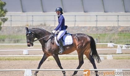 Sweet schoolmaster thoroughbred on HorseYard.com.au