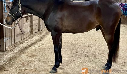 Handsome Arabian Gelding on HorseYard.com.au