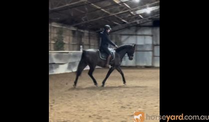 Handsome Arabian Gelding on HorseYard.com.au