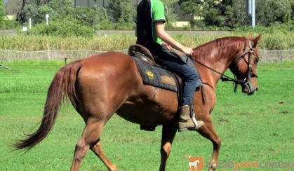 Dead Quiet Red Pure QH Gelding + VIDEO+ on HorseYard.com.au