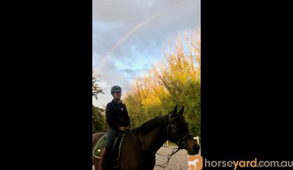 Handsome Arabian Gelding on HorseYard.com.au