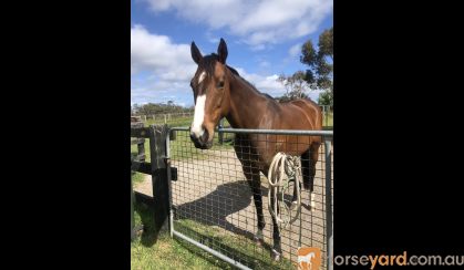 Looking for a forever home  on HorseYard.com.au