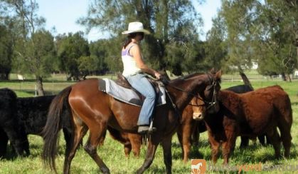 Kind Aust Stock Horse Mare on HorseYard.com.au