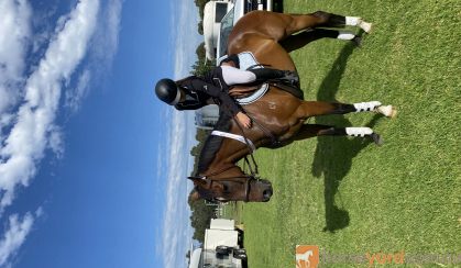 Low Competitive or Trail Riding Mount  on HorseYard.com.au