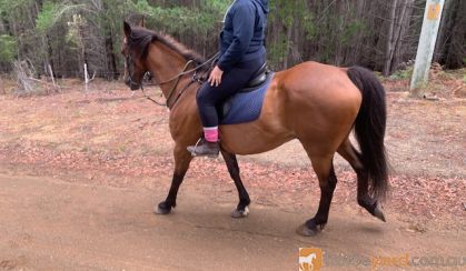 Great Trail Riding Horse on HorseYard.com.au