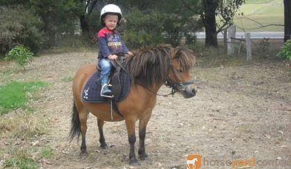 Mr Mack Miniature Pony - ridden or cart. on HorseYard.com.au
