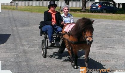 Mr Mack Miniature Pony - ridden or cart. on HorseYard.com.au