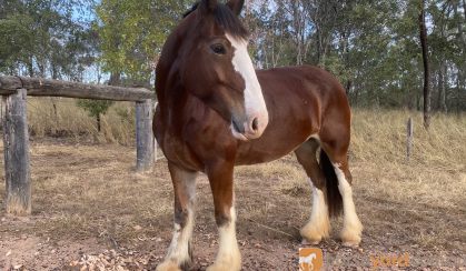 Cyldesdale x Suffolk Punch Mare 8yrs on HorseYard.com.au