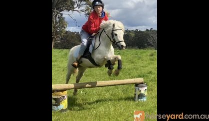 perfect beginner pony on HorseYard.com.au