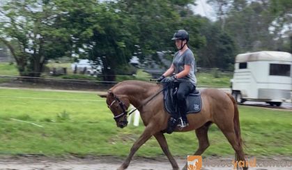 Perfect Companion Horse on HorseYard.com.au