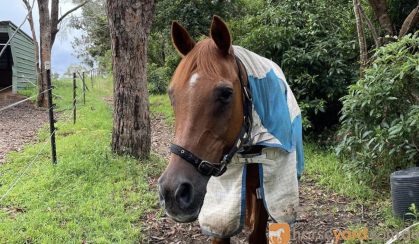 Perfect Companion Horse on HorseYard.com.au