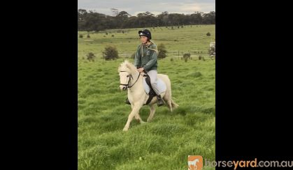 perfect beginner pony on HorseYard.com.au