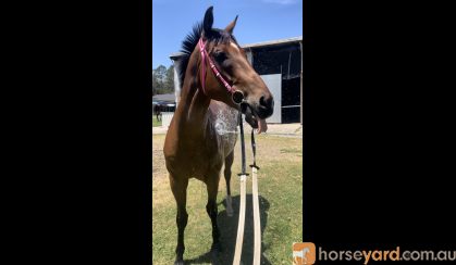 Handsome 16.1 Ottb on HorseYard.com.au