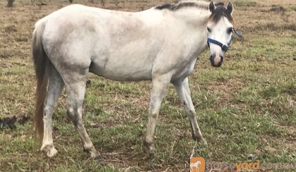 Smokey grey welsh gelding flashy little pony on HorseYard.com.au