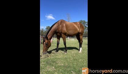 Handsome 16.1 Ottb on HorseYard.com.au