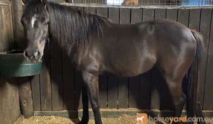 BLACK ARABIAN ANGLO MARE on HorseYard.com.au