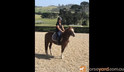 Blingy part bred welsh  on HorseYard.com.au