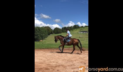 Lovely gelding - ready to start performance career on HorseYard.com.au