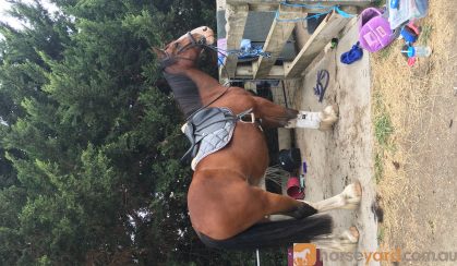 Project Clydie X Warmblood for sale  on HorseYard.com.au