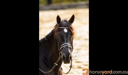 Gentle, responsive registered Percheron Warmblood Gelding  on HorseYard.com.au